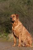 TOSA INU 464